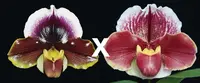 Paph. California Girl ‘Big Bear’ B/CSA x (Far Horizon x Jenna Marie) ‘Red Moon Rising’