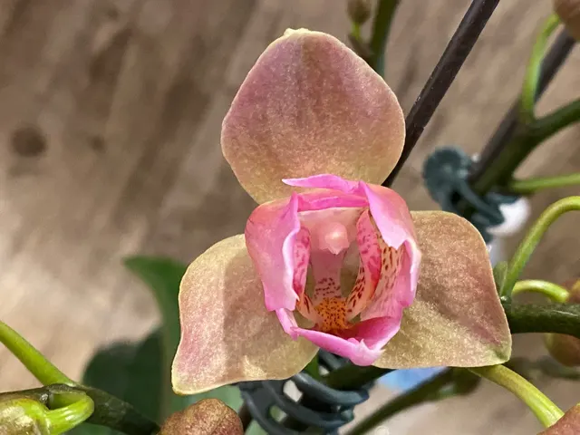 Phalaenopsis Novelty 'Peloric'
