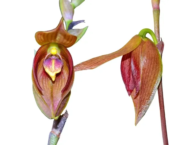 Bulbophyllum mandibulare