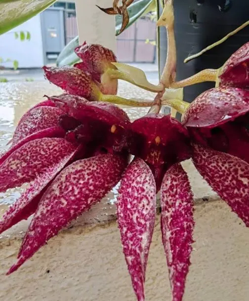 Bulbophyllum Jiaho Klompen (Bulbophyllum)