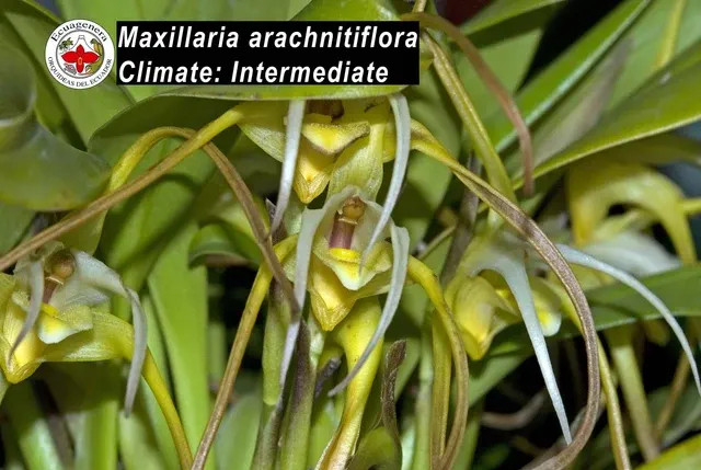 Maxillaria arachnitiflora (Maxillaria)