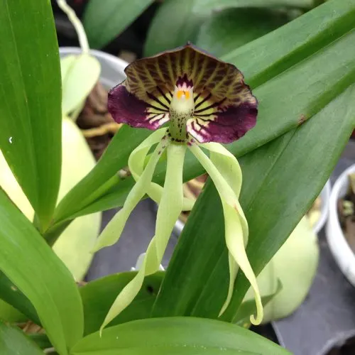 Encyclia cochleata (Encyclia)