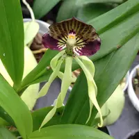 Species, Encyclia cochleata