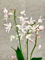 Dendrobium kingianum ssp carnarvonense | SapphireChild Orchids