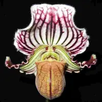 Paph. fairrieanum