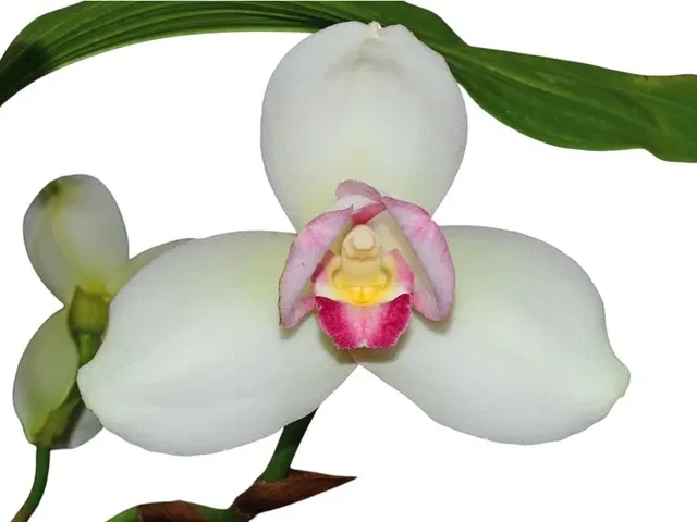 Lycaste Shoalhaven 4N X 4N 'W-1'