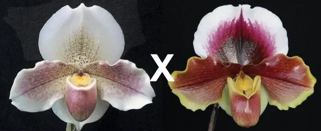 Paphiopedilum Porcelain Treasure HCC/AOS X California Girl B/CSA 'Dream Girl' (Paphiopedilum)