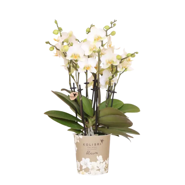 Phalaenopsis LAUSANNE