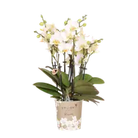 Witte orchidee ‘Lausanne’ Ø12cm