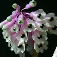 Den. smilliae -Blooming size