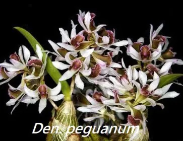 Dendrobium peguanum (Dendrobium)