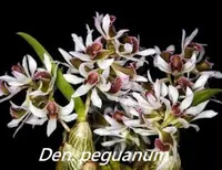 Den. peguanum (DSPG) ( - - peguanum )