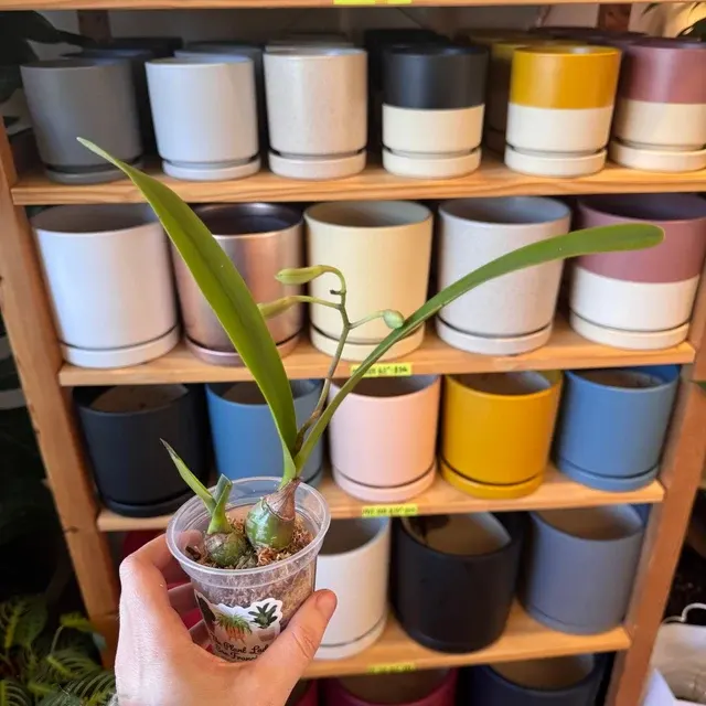Encyclia rioclarense