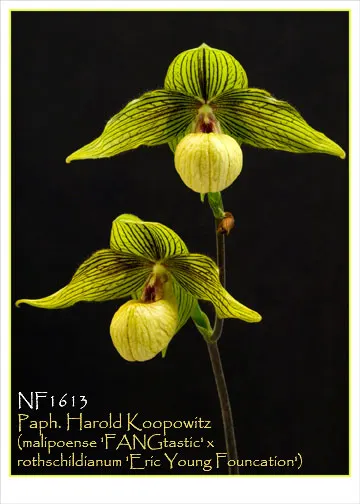 Paphiopedilum Harold Koopowitz 'FANGtastic' (Paphiopedilum)