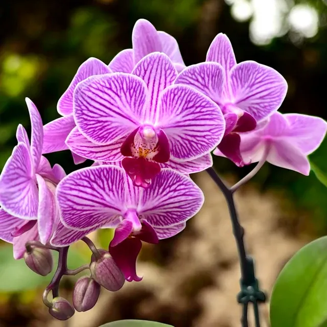 Phalaenopsis Pink