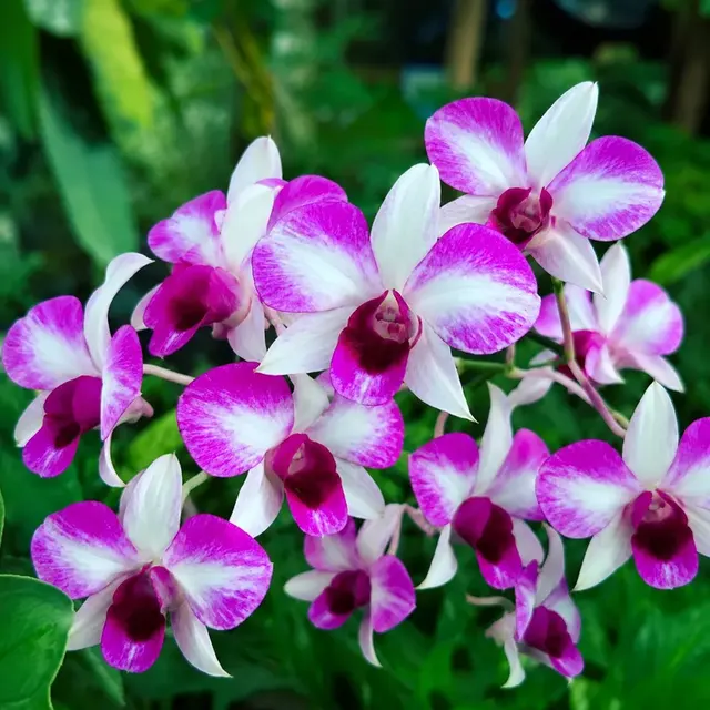 Dendrobium Sweet Two Tone (Dendrobium)