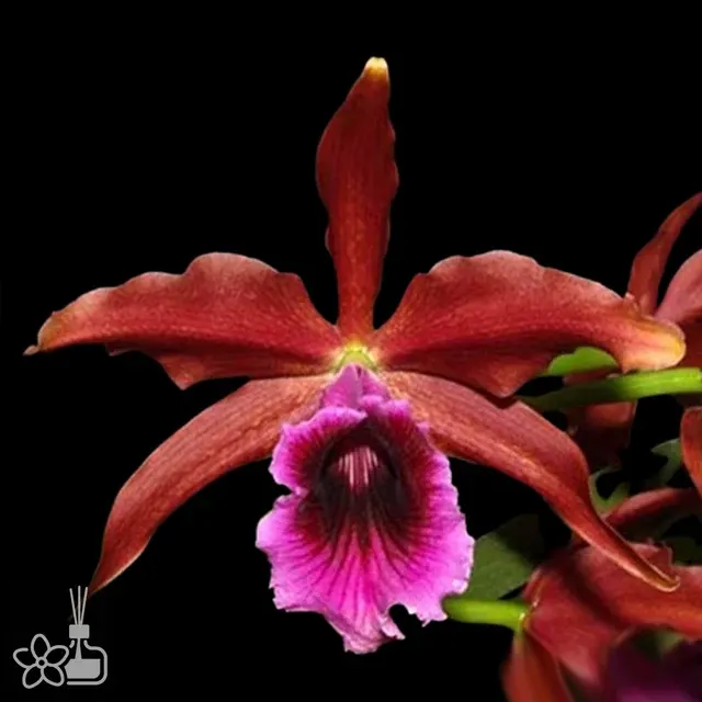 Cattleya tenebrosa rubra '20215-11'