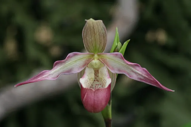 Phragmipedium Lemoinerianum #00659 (Phragmipedium)