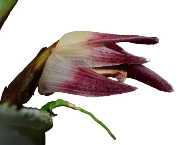 Maxillaria johniana (Maxillaria)