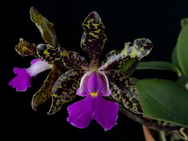 Cattleya Peckaviensis 5in 'Tiger'