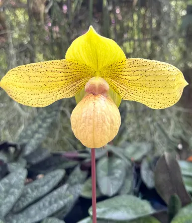 Paphiopedilum MaliSuk