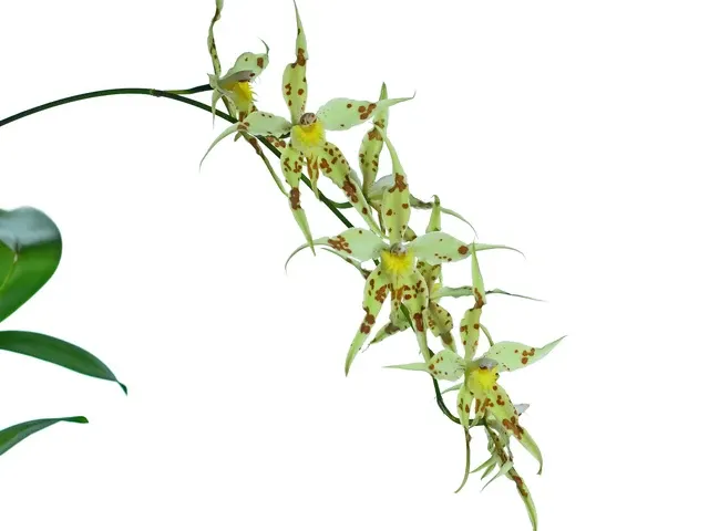 Oncidium bockemuhliae
