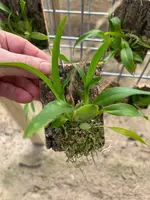Oncidium Twinkle, Oncidium Yellow Fantasy