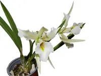 Brassolaelia Aurora