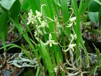 Nidema boothii