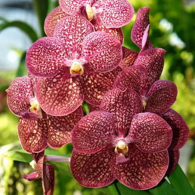 Vanda Pachara Garnet Butterfly