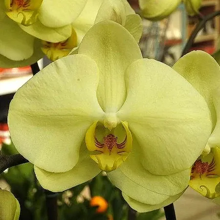 Phalaenopsis Star Green Beauty (Phalaenopsis)