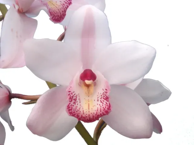 Cymbidium Star Paradise Tequila X Juans Chousina Ventry (Cymbidium)