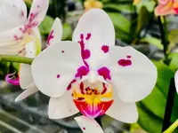 Phal. Happy Mark x Phal. Amabilis (3.5″ pot)