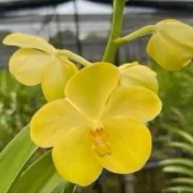 Mokara Kalpegsuan (Mokara)