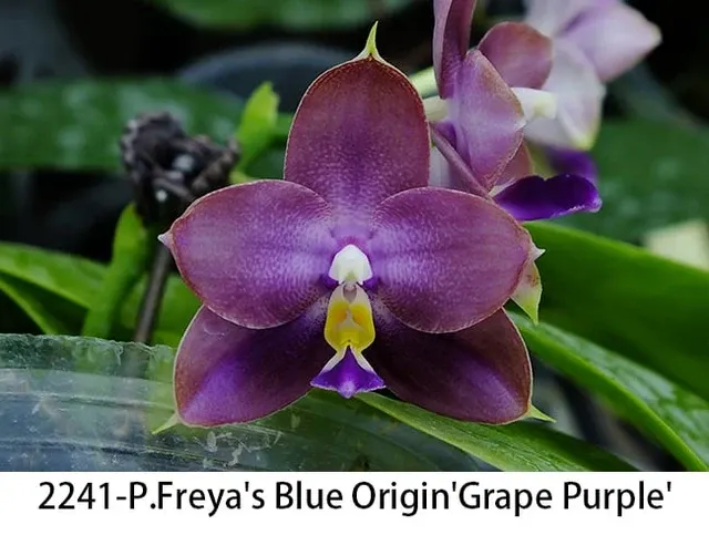 Phalaenopsis Freya's Blue Origin