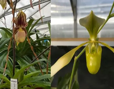 Paphiopedilum Edna Ratcliffe X Tony Semple Album EO135 (Paphiopedilum)