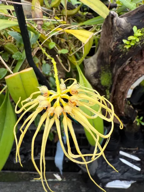 Bulbophyllum Lion King 'Somsri' (Bulbophyllum)
