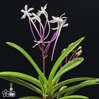 [Bare-root] #VA# Neofinetia (V.) falcata 'Hong-ya' 紅也 [2.5" BS][Oct in stock 26]