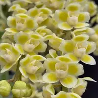 Dendrobium Orchid Chiloschista Viridiflava Rare Exotic Plant
