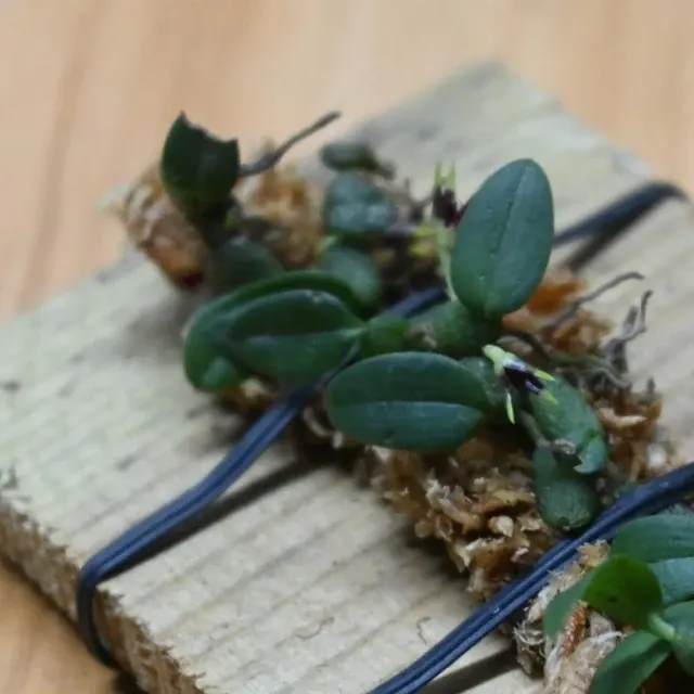 Bulbophyllum depressum