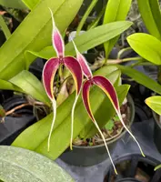 Bulbophyllum masdevalliaceum