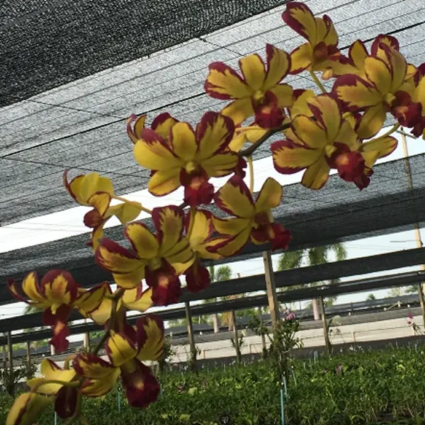 Dendrobium Thongchai Gold Splash x Lipstick