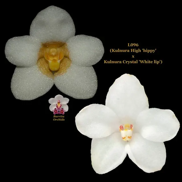Sarcochilus Orchid Seedling L096 'Hippy' (Sarcochilus)