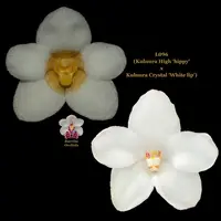 Sarcochilus Orchid Seedling L096 (Kulnura High 'hippy' x Kulnura Crystal 'White lip')