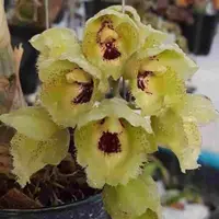 Clowesetum Creative Lantern