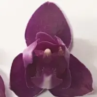 Phalaenopsis Lianher Happy Star '18' (peloric 3 lips) flask