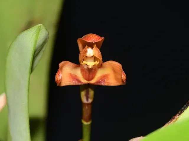 Maxillaria cryptobulbon (Maxillaria)