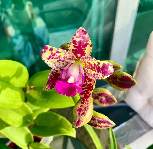 Rhyncholaeliocattleya Taiwan Cognac ‘Yo Wei’ (Rhyncholaeliocattleya)