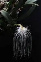 Bulbophyllum medusae