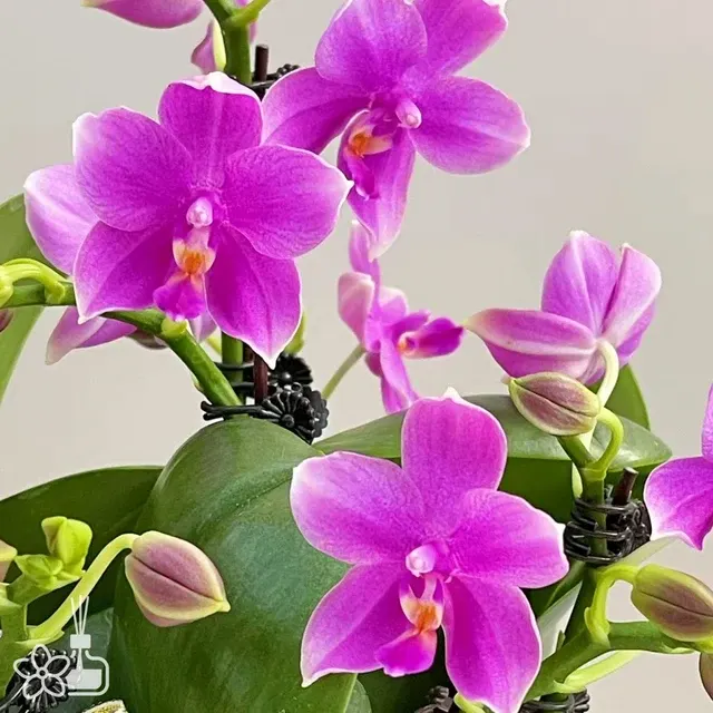 Phalaenopsis San-Ho Chanel